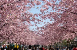 Один день в саду цветущей сакуры