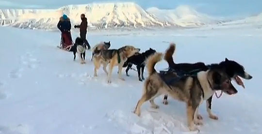 Катание на собаках по Шпицбергену